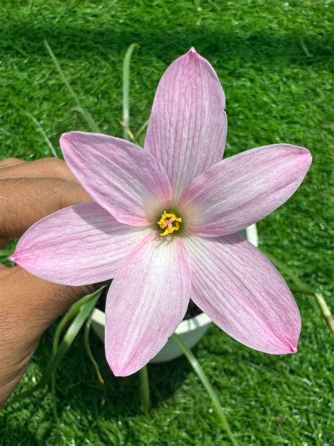 Rain Lily Sugary Belle – Krishna’s Dream World