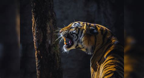 The travelling tiger covers distance of 125km again from Sariska to ...