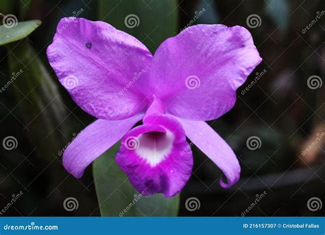 Costa Rica National Flower