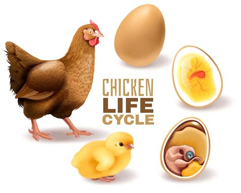 Chicken growth infographic Images - Free Download on Freepik