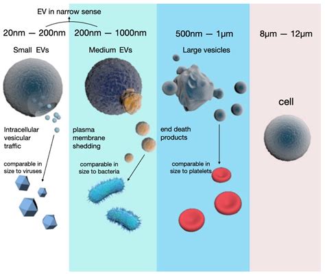 The Evolving Role of Caveolin-1: A Critical Regulator of Extracellular ...
