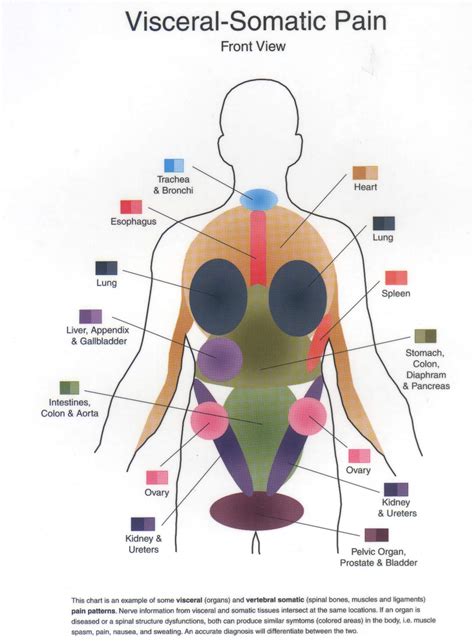 VISCEROSOMATIC - TRIGGER POINTS - VASCULATURE