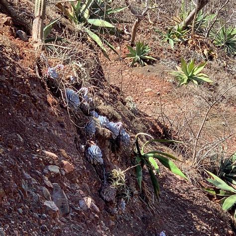 RESERVA DE LA BIOSFERA TEHUACAN-CUICATLAN (2024) All You Need to Know ...