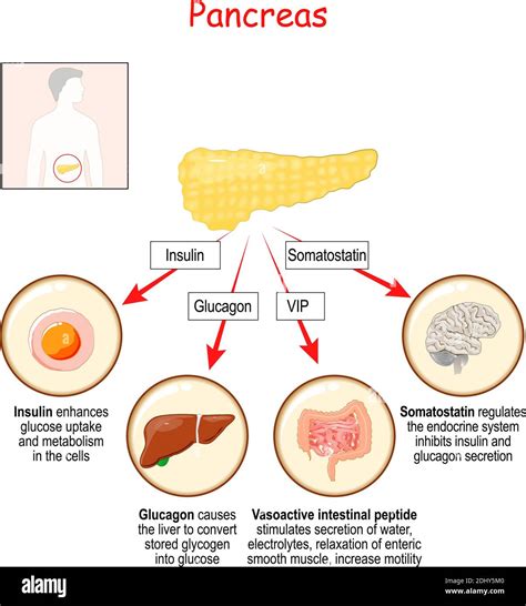Insulin Produced By Which Gland at Walter Lawrence blog