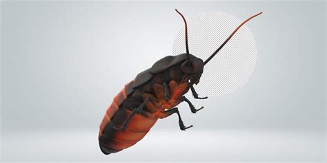 Barata 3d Imagens – Download Grátis no Freepik