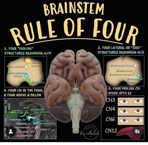Brainstem- Rule of Four - MEDizzy