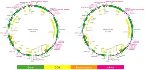 Genomic Insights into Fusarium verticillioides Diversity: The Genome of ...