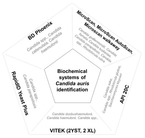 What Do We Know about Candida auris? State of the Art, Knowledge Gaps ...