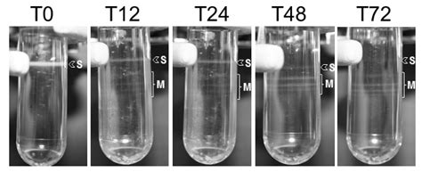 Coocclusion of Helicoverpa armigera Single Nucleopolyhedrovirus ...