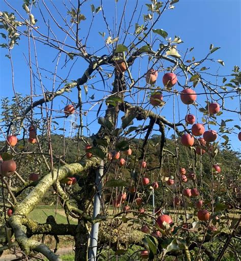 HIROTA ORCHARD (2026) All You Need to Know BEFORE You Go (with Photos ...