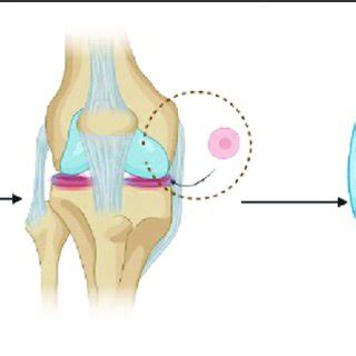Cell Injection 的图像结果