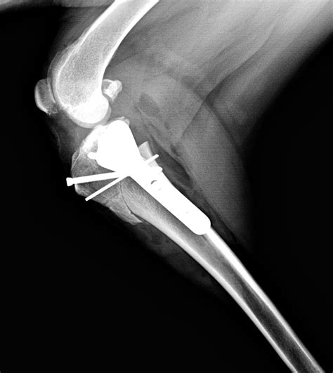 Torn ACL in Dogs — Warm Springs Pet Hospital