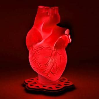 3D Printed Human Heart Lamp : Amazon.in