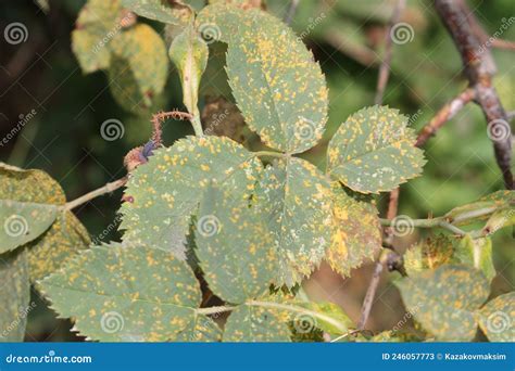 Roses Yellow Spotted Leaves at Jeremy Burris blog