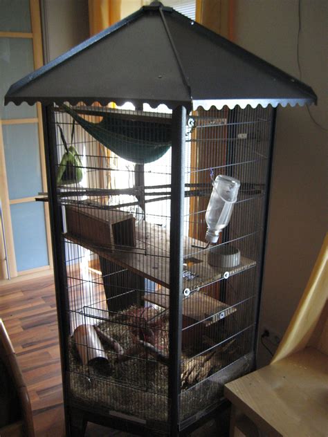 Degus mit großer Voliere und allem zubehör abzugeben in Ostrhauderfehn ...