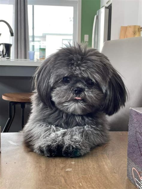 Sunnybelle shih tzus in texas shih tzu puppies good dog – Artofit