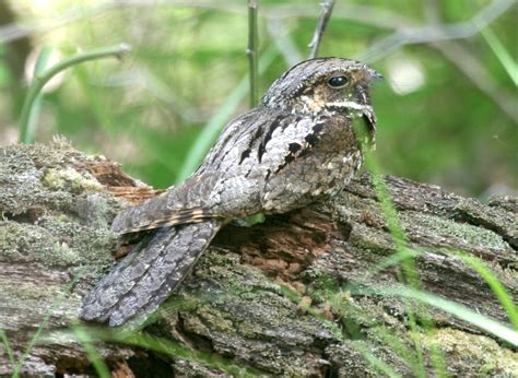 Whippoorwill Sounds Recording