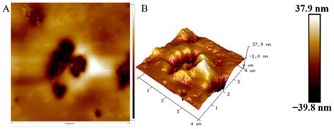 Structural Characterization and Biological Properties Analysis of ...