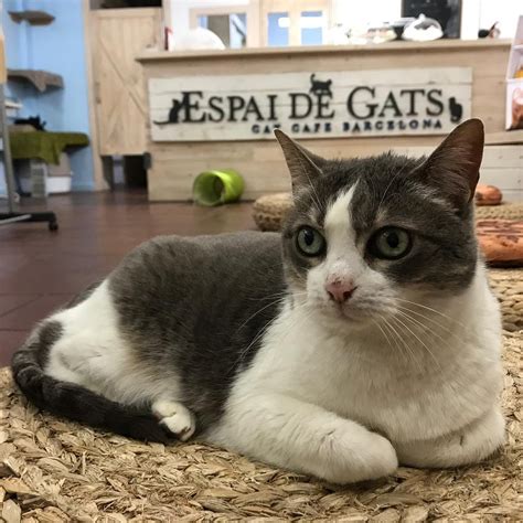 ESPAI DE GATS (2025) All You Need to Know BEFORE You Go (with Photos ...