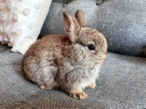 White Norwegian Dwarf Rabbit