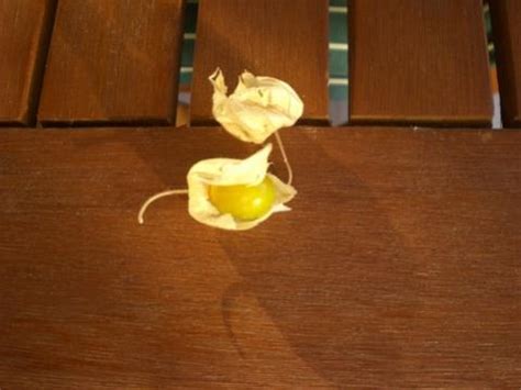 Güveyfeneri (Physalis) Lampion Blume - Page 8 - agaclar.net