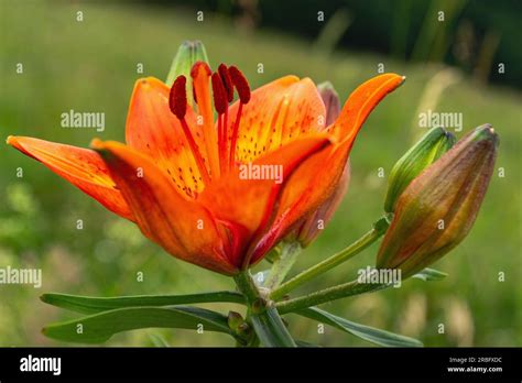 Pianta orizzontale hi-res stock photography and images - Alamy