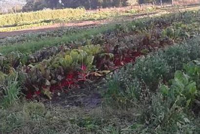 Crops 的图像结果