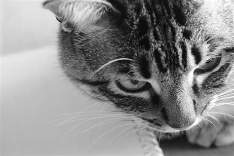 Image result for CNN Image Recognition Python