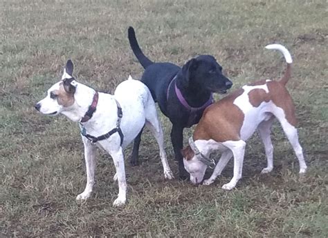 Obituaries - Oakey's Pet Funeral Home