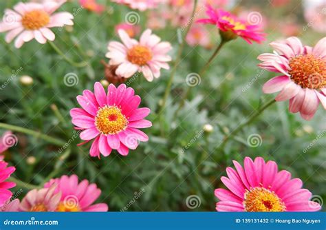 Flowers of Spring Season at Bao Loc Highland, Vietnam Stock Photo ...