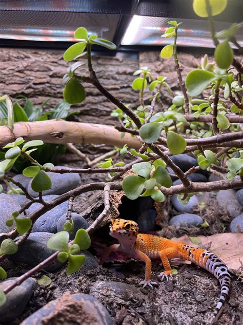 Her first day home! Naming ideas? : r/leopardgeckos
