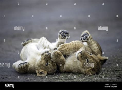 Image result for Array Program in Python