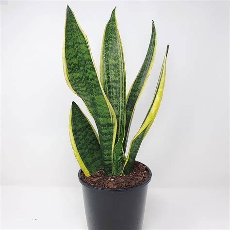 GREEN PARADISE Snake Plant Live Indoor Plant Sansevieria Laurentii Air ...