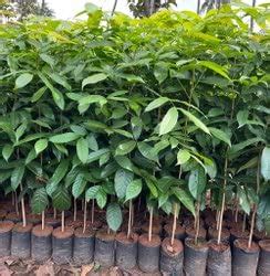 Bakul Plant : Amazon.in: Garden & Outdoors