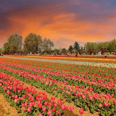 Kashmir in April - Complete Details and Place to visit - Tripmore