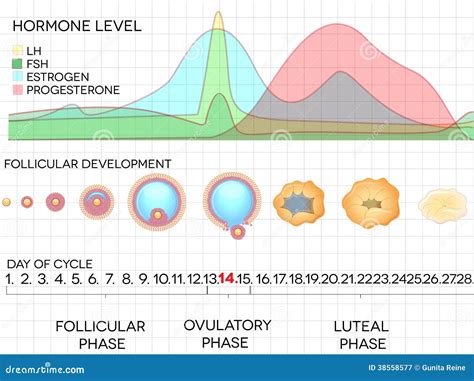 Image result for Ovulation Cycle