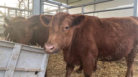 In a West Bank settlement, Israelis tend red cows and plan the Third ...