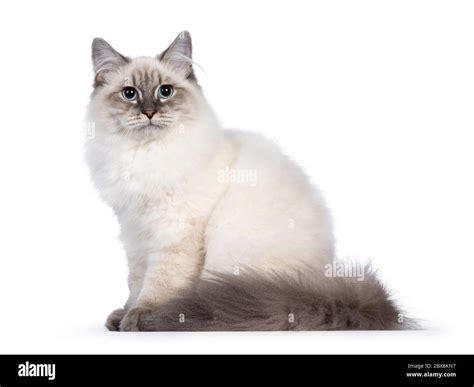 Cute young Neva Masquerade cat kitten, sitting side ways Looking ...