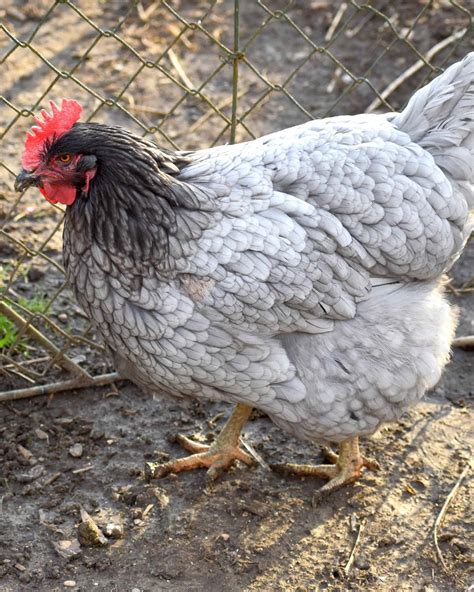 15 Best Gray Chicken Breeds to Raise in Your Backyard