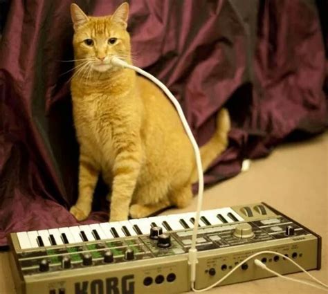 Image result for Cat Vocoder