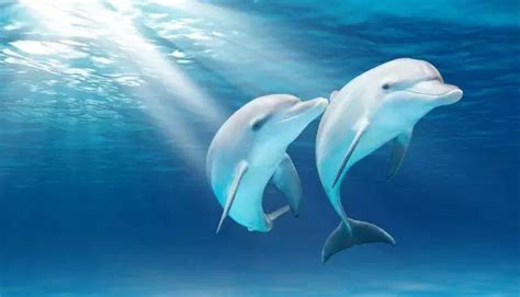 用声音看到人类，海豚眼中的人类是什么样的？_腾讯新闻