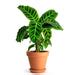 Buy Calathea zebrina - Plant online from Nurserylive at lowest price.