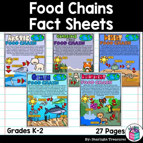 Desert Food Chains For Kids