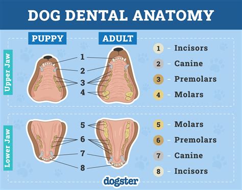 Dog Anatomy 101: Understanding Your Dog’s Body (Vet Answer) – Dogster