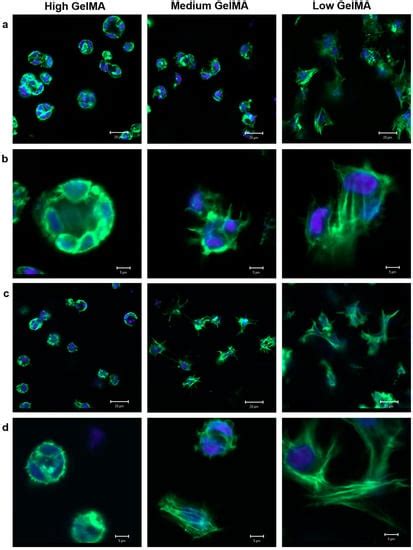 3D Culture of Chondrocytes in Gelatin Hydrogels with Different Stiffness