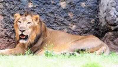 ‘Amreli lion numbers up, may need another reserve’ - Times of India