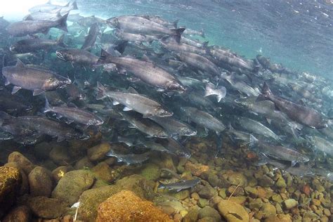 How Deep Is the Klamath River? - A-Z Animals