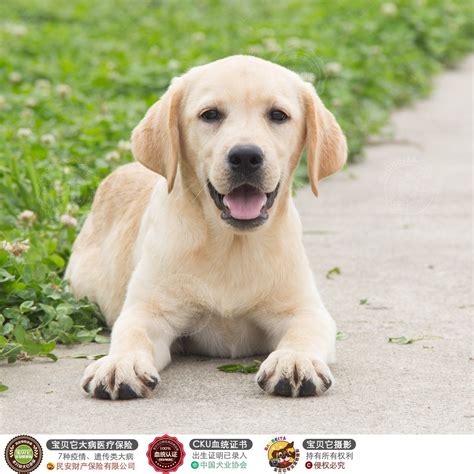 纯种拉布拉多犬幼犬狗狗出售 宠物拉布拉多犬可支付宝交易 拉布拉多犬 /编号10053700 - 宝贝它