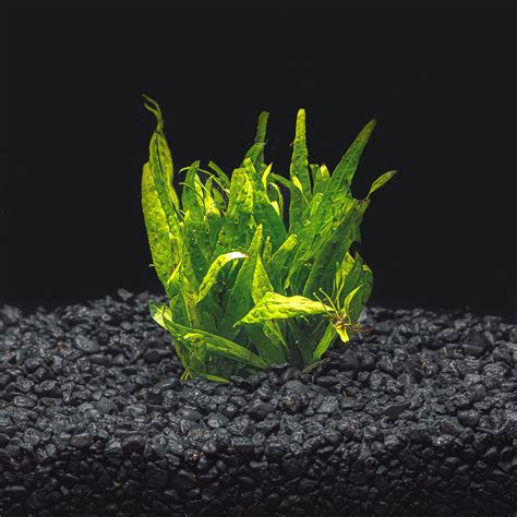 Java Fern Small Leaves at Tip 的图像结果