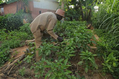 Analysis of Farmers’ Participation in Agriculture Performance Contracts and Selection of ...